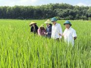 Đồng chí Trần Trọng Yên, Phó Chủ tịch UBND xã Nghĩa Đàn kiểm tra thực tế tình hình sâu bệnh hại lúa vụ Hè thu – Mùa